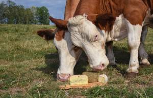 Alexandre LESCURE - ALEXANDRE LESCURE PHOTOGRAPHE