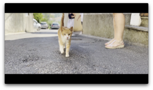 Mahefasoa PINEAU - LAED Compagnie